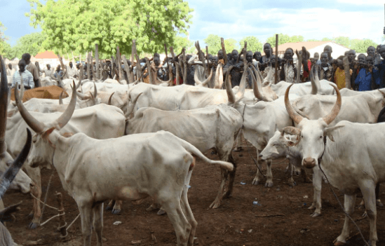 price of cow in nigeria