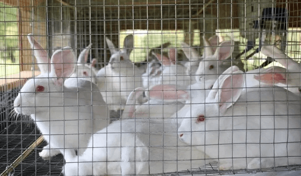 Prices of Rabbits in Nigeria (March 2023)