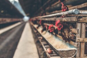 Cost of Starting a Poultry in Nigeria (February 2023)