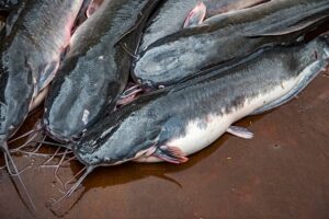 Cost of Feeding 1,000 Catfish in Nigeria (October 2022)