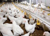 Cost of Rearing 500 Broilers in Nigeria (March 2023)