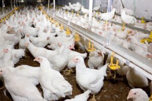 Cost of Rearing 500 Broilers in Nigeria (February 2023)