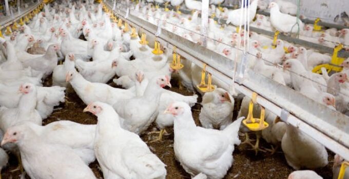 Cost of Rearing 500 Broilers in Nigeria (January 2022)