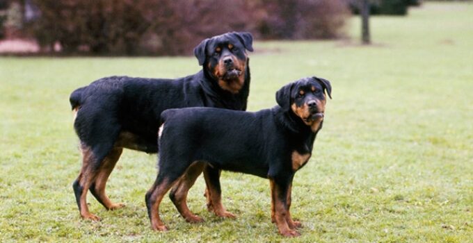 Rottweiler Prices in Nigeria (January 2022)