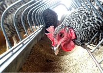 Chicken Feeds Price List in Nigeria (December 2022)