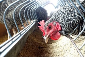 Chicken Feeds Price List in Nigeria (October 2022)