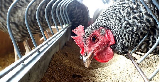 Chicken Feeds Price List in Nigeria (January 2022)