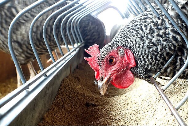 Chicken Feeds Price List in Nigeria