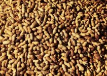 Groundnut Prices in Nigeria – Per KG & Ton (January 2022)