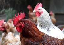 Best Breeds of Broilers in Nigeria & Prices (March 2024)