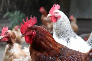 Best Breeds of Broilers in Nigeria & Prices (February 2023)
