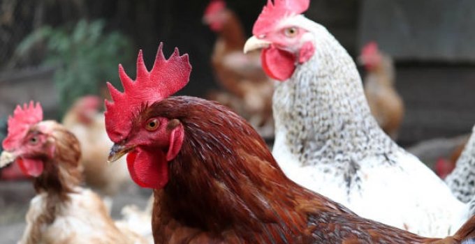 Best Breeds of Broilers in Nigeria & Prices (January 2022)