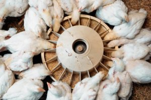 Best Broiler Feeds in Nigeria & Prices (February 2023)