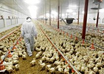 Poultry Farming Business in Nigeria & Cost of Starting (2022)