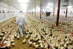 Poultry Farming Business in Nigeria & Cost of Starting (2022)
