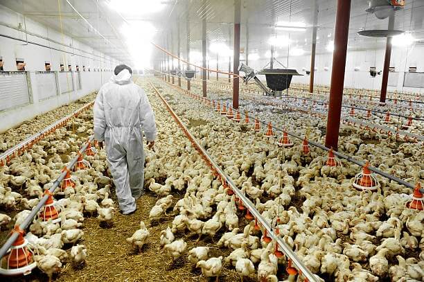 Poultry Farming Business in Nigeria and Starting Costs