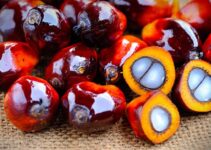10 Places to Buy Palm Oil Cheap in Nigeria (2023)