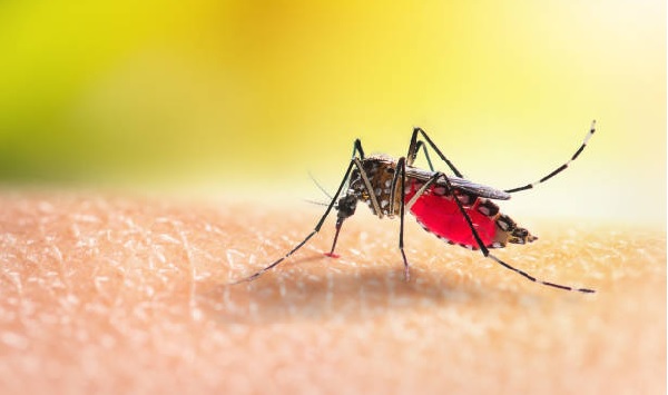 Best Mosquito Killers in Nigeria