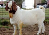 Where to Buy Boer Goat in Nigeria (March 2024)