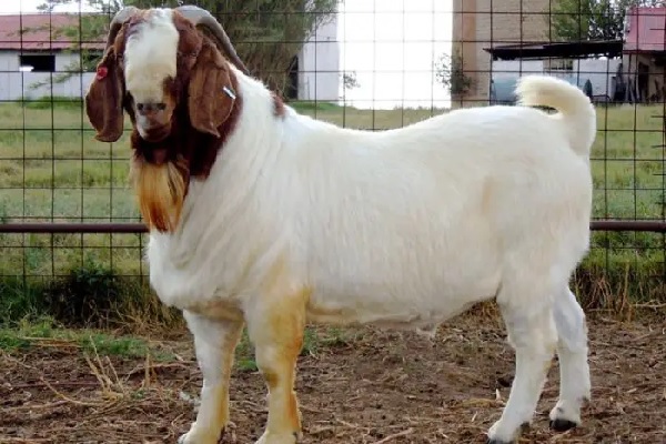 Where to Buy Boer Goat in Nigeria